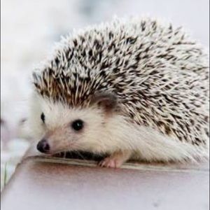 Meet your Posher, Joanna